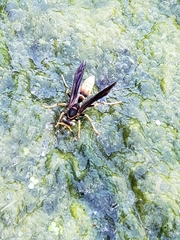 Polistes comanchus navajoe