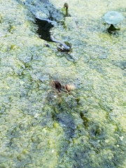Polistes comanchus navajoe