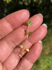 Pogogyne zizyphoroides