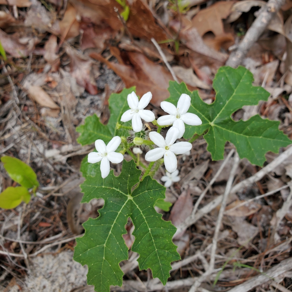 spurge nettle from SANTA RSA BCH, FL 32459, USA on April 21, 2024 at 02 ...