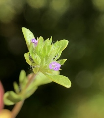 Pogogyne zizyphoroides