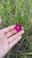 Callirhoe involucrata