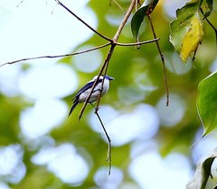 Arses telescopthalmus