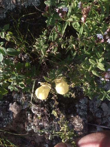 Calceolaria parvifolia (Calceolaria parvifolia)