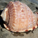 Fimbriate Helmet Snail - Photo (c) Warwick Moyse, some rights reserved (CC BY-NC), uploaded by Warwick Moyse