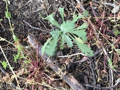 Lessingia germanorum
