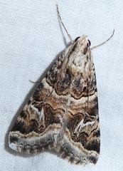 Drasteria mirifica
