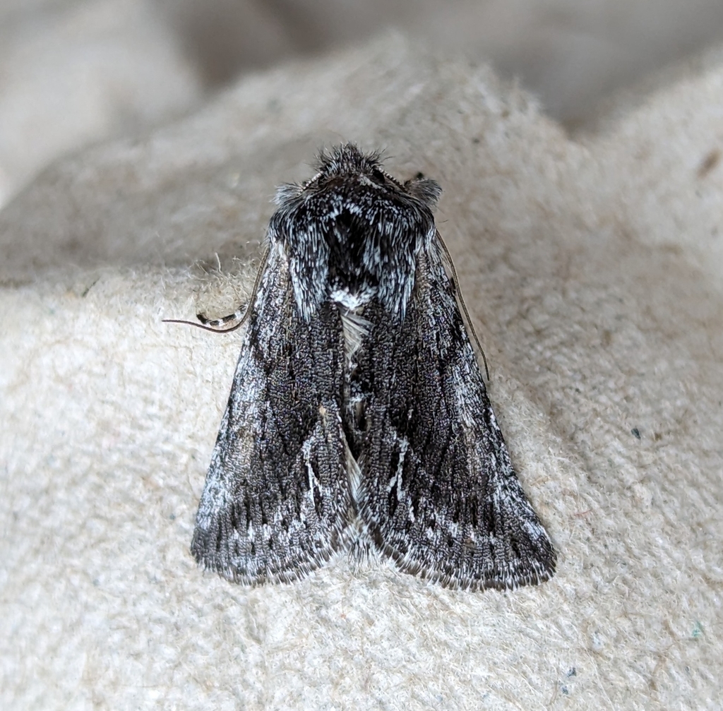 Pleromelloida bonuscula