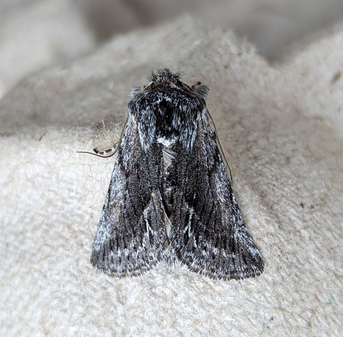 Pleromelloida bonuscula