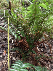 Polystichum wawranum