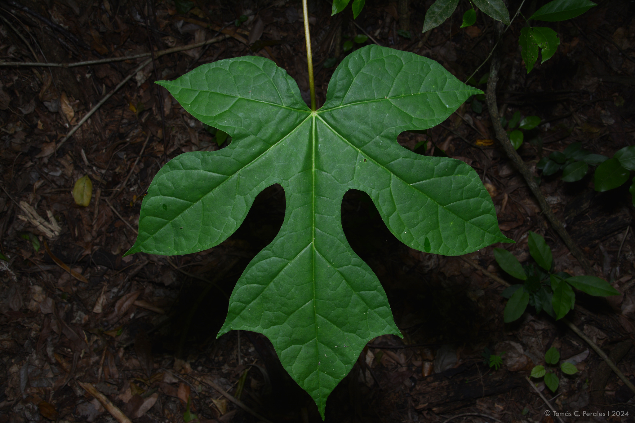 Vasconcellea glandulosa