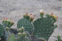 Opuntia