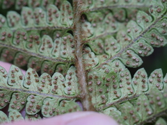Polystichum wawranum