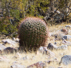 Ferocactus emoryi emoryi