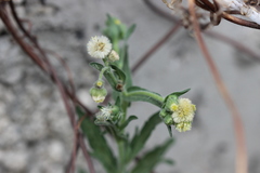 Erigeron variifolius