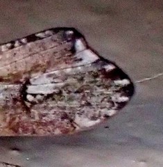Glyphopsyche irrorata