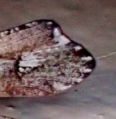 Glyphopsyche irrorata