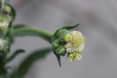 Erigeron variifolius