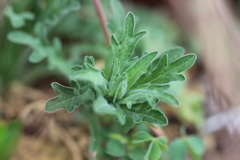 Erigeron variifolius