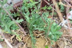 Erigeron variifolius
