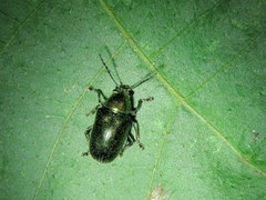 Abirus fortunei