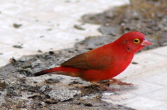 Lagonosticta senegala