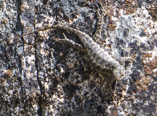 iNaturalist observation photo of Western Fence Lizard