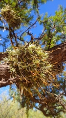 Tillandsia rectangula, photograph (c) Andres Cavallo, some rights reserved (CC BY)