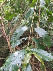 Coffeeae