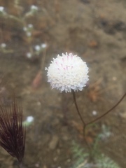 Chaenactis artemisiifolia