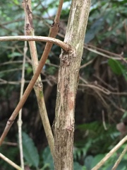 Coffeeae