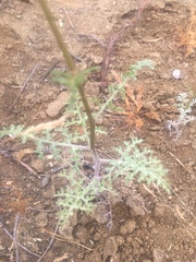 Chaenactis artemisiifolia