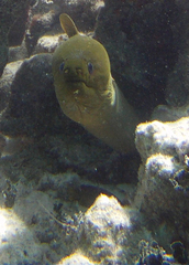 Gymnothorax funebris