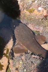 Pacific Nurse Shark photo 3