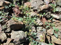 Sanicula saxatilis