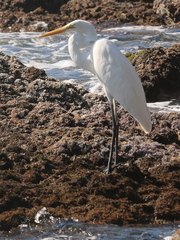 Ardea alba