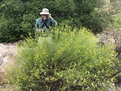 Senecio angustifolius
