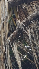 Haemorhous mexicanus