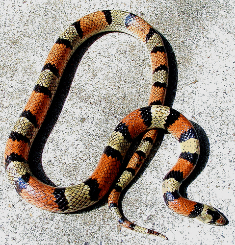Texas Scarletsnake