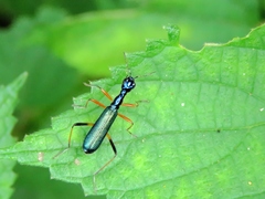 Neocollyris