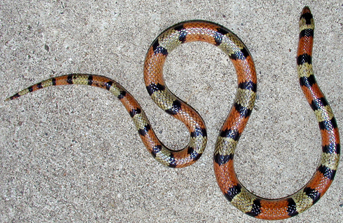 Texas Scarletsnake