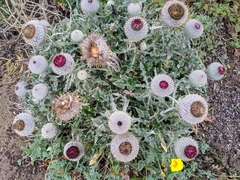 Cirsium occidentale compactum
