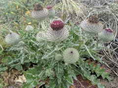 Cirsium occidentale compactum