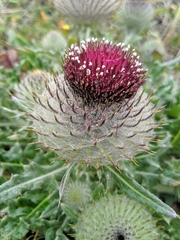 Cirsium occidentale compactum