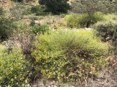 Senecio angustifolius