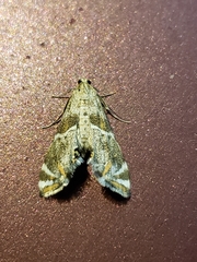 Petrophila jaliscalis