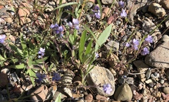 Phacelia breweri