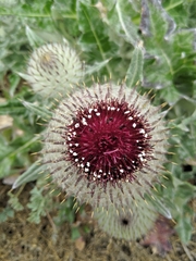 Cirsium occidentale compactum