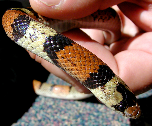 Texas Scarletsnake