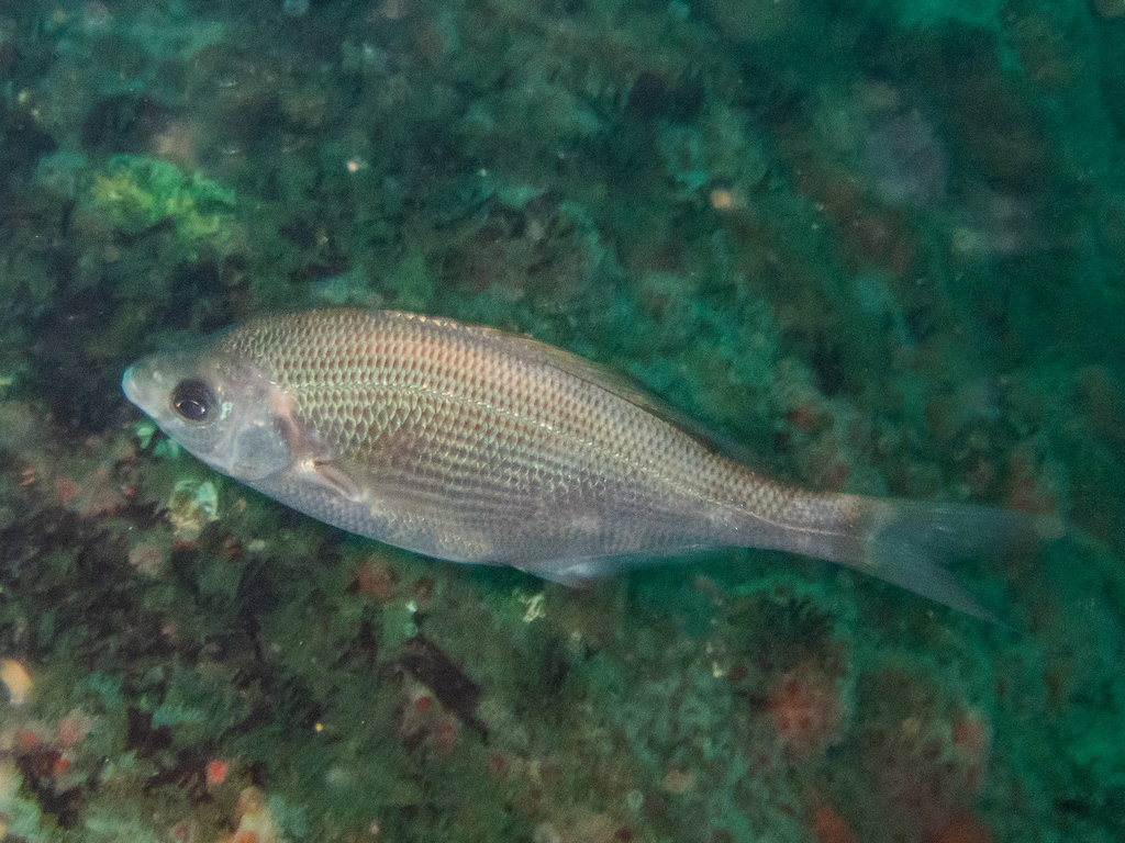 Sharpnose seaperch (Phanerodon atripes) — Embiotocidae